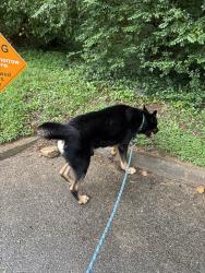 Found/Stray Male Dog last seen Groundhog dr, Bon Air, VA 23235