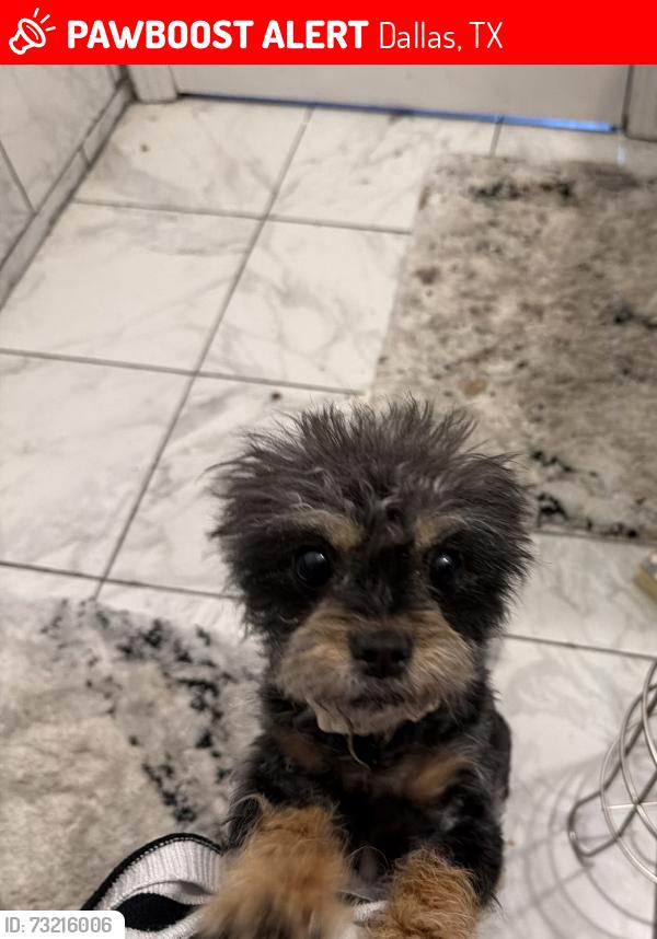 Lost Female Dog last seen Thornhill dr, Dallas, TX 75217