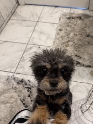 Lost Female Dog last seen Thornhill dr, Dallas, TX 75217