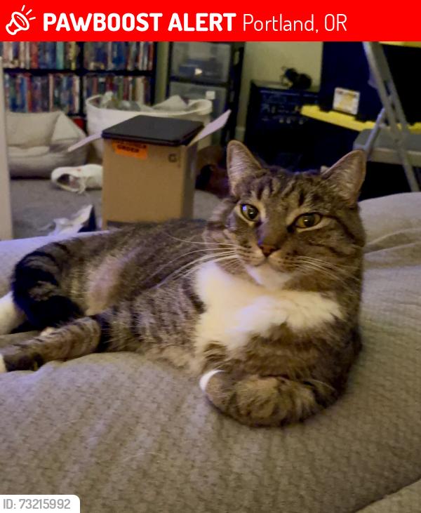 Lost Male Cat last seen SE Deardorff Ave., SE Clatsop Rd., SE Tenino St., Portland, OR 97236