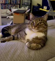 Lost Male Cat last seen SE Deardorff Ave., SE Clatsop Rd., SE Tenino St., Portland, OR 97236