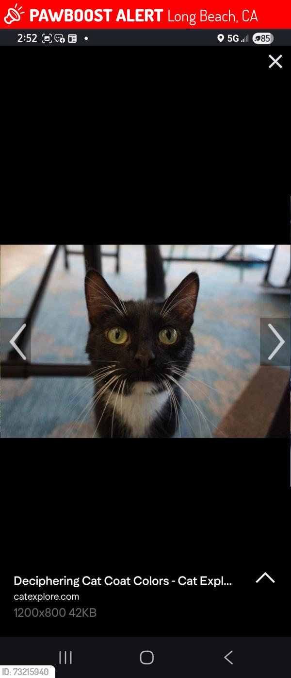Lost Male Cat last seen Bixby Ave and Walnut Ave, Long Beach, CA 90831