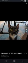 Lost Male Cat last seen Bixby Ave and Walnut Ave, Long Beach, CA 90831