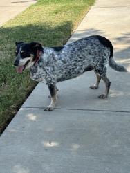 Reunited Female Dog last seen Byrd Ranch Road, Midlothian, TX 76065