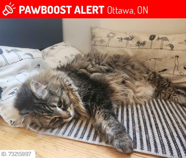 Lost Male Cat last seen Pebble beach crt. stittsville, Ottawa, ON 