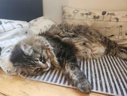 Lost Male Cat last seen Pebble beach crt. stittsville, Ottawa, ON 