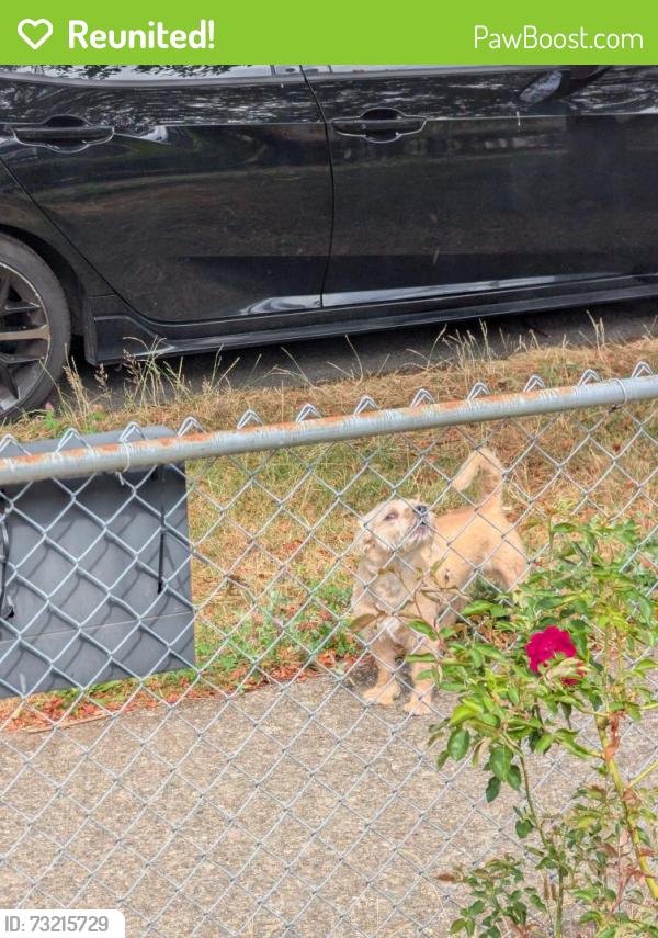 Reunited Unknown Dog last seen S Morgan St and 46th Ave, Seattle, WA 98118