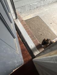 Found/Stray Female Cat last seen In front of my hse, Orange Park, FL 32065