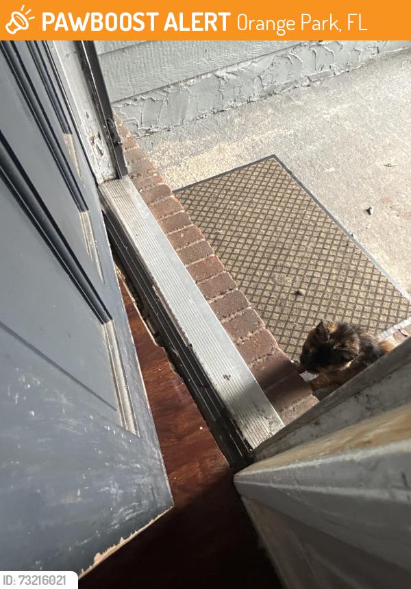 Found/Stray Female Cat last seen In front of my hse, Orange Park, FL 32065