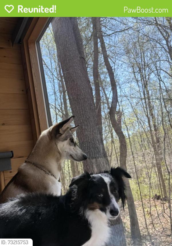 Reunited Female Dog last seen Oxon hill, Oxon Hill, MD 20745