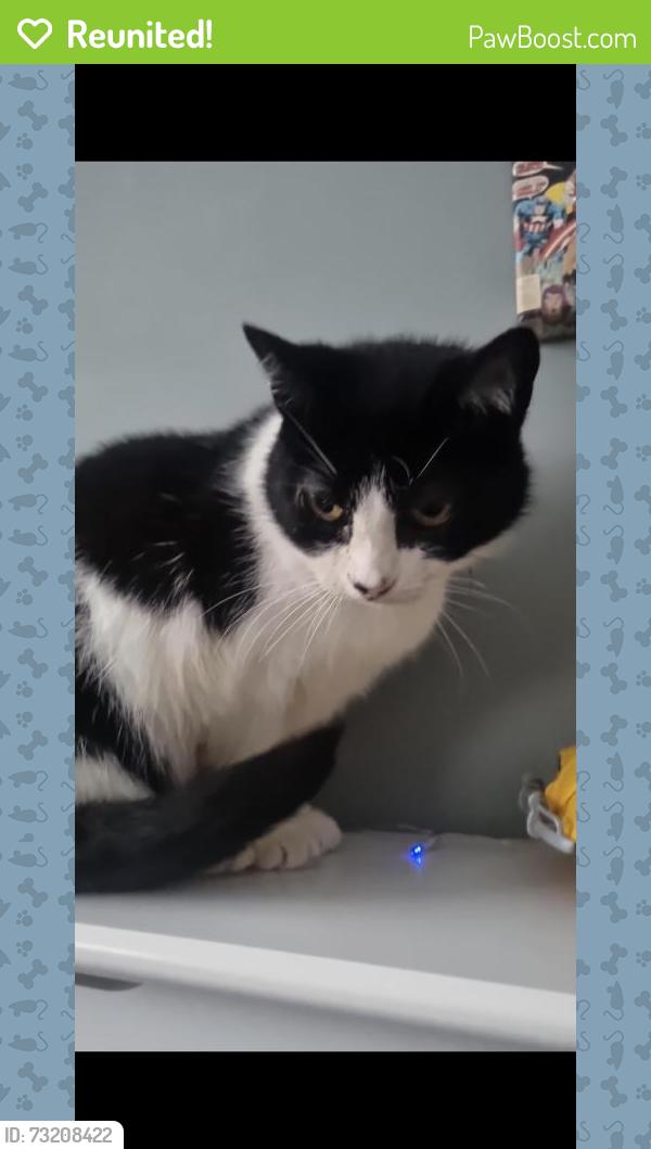Reunited Female Cat last seen Cobham arms, howley Grange rd, West Midlands, England B62 0JD