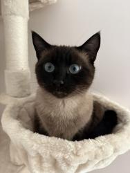 Lost Female Cat last seen Twin lake golf cource, Twin Lakes, ID 83858
