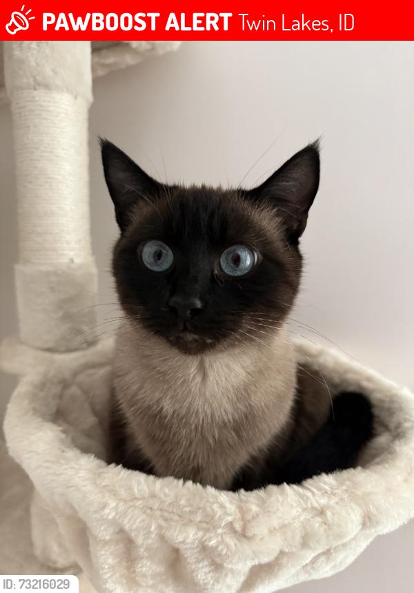 Lost Female Cat last seen Twin lake golf cource, Twin Lakes, ID 83858