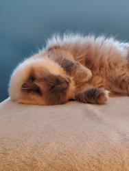 Lost Female Cat last seen 5mile behind rosauers, Spokane, WA 99208