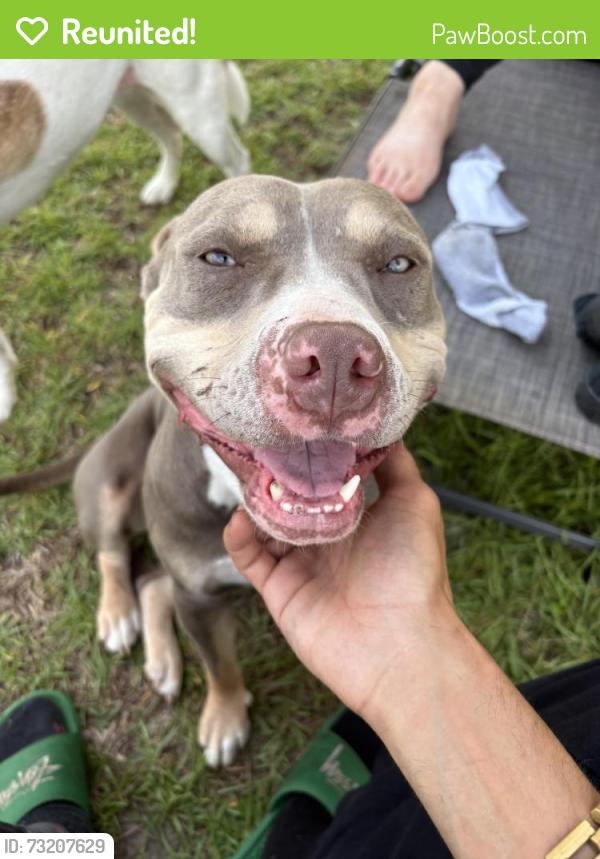 Reunited Female Dog last seen Near Pacesetter Rd last seen location, Panama City, FL 32404