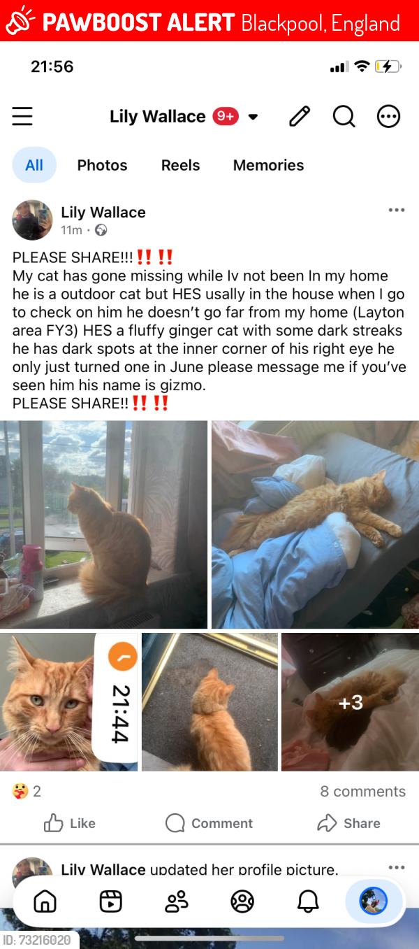 Lost Male Cat last seen Brooklyn avenue by Tesco, Blackpool, England 