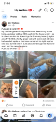 Lost Male Cat last seen Brooklyn avenue by Tesco, Blackpool, England 