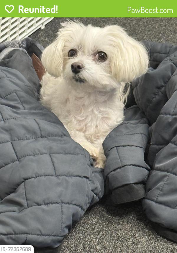 Reunited Female Dog last seen Near East Worthington, Marietta, GA 30062