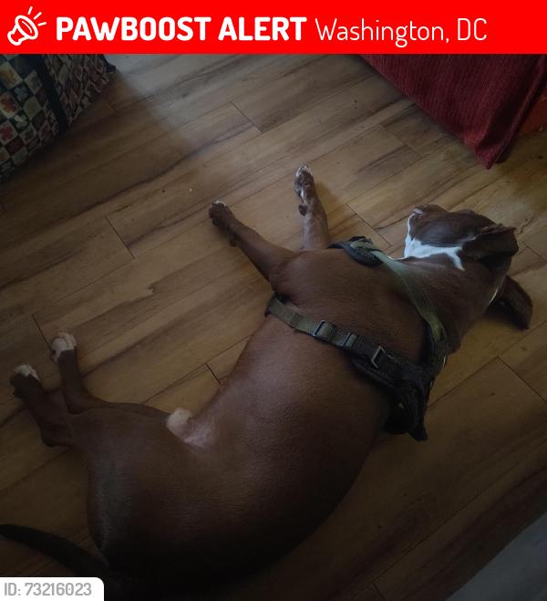 Lost Male Dog last seen Near east Capitol street northeast, Washington, DC 20019