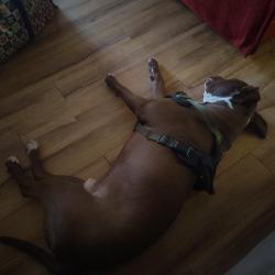 Lost Male Dog last seen Near east Capitol street northeast, Washington, DC 20019