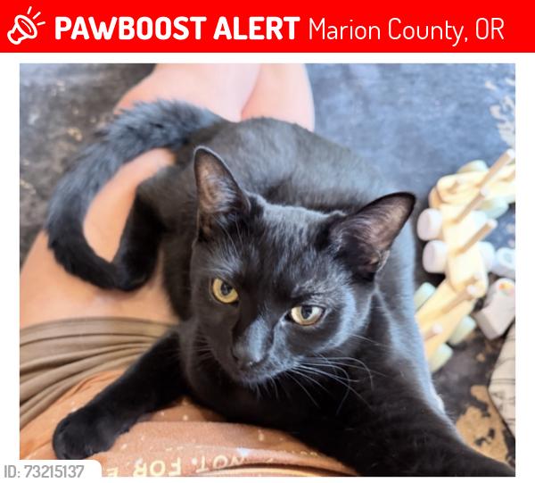 Lost Male Cat last seen Concomly and bates rd, Marion County, OR 97306