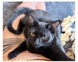 Lost Male Cat last seen Concomly and bates rd, Marion County, OR 97306