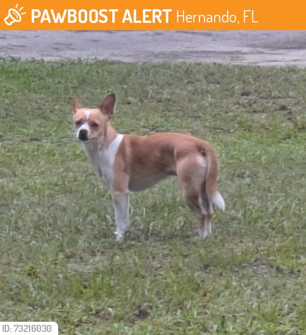 Found/Stray Unknown Dog last seen Alabaster drive hernando florida, Hernando, FL 34442