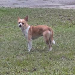 Found/Stray Unknown Dog last seen Alabaster drive hernando florida, Hernando, FL 34442