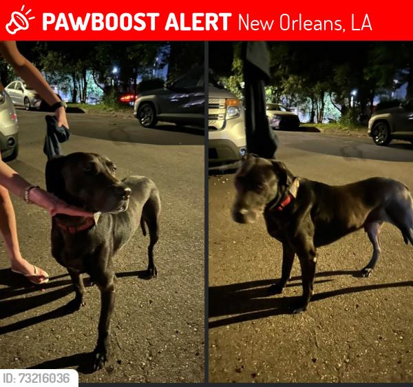 Lost Male Dog last seen Magazine and Louisiana, New Orleans, LA 70115