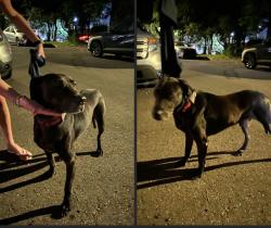 Lost Male Dog last seen Magazine and Louisiana, New Orleans, LA 70115