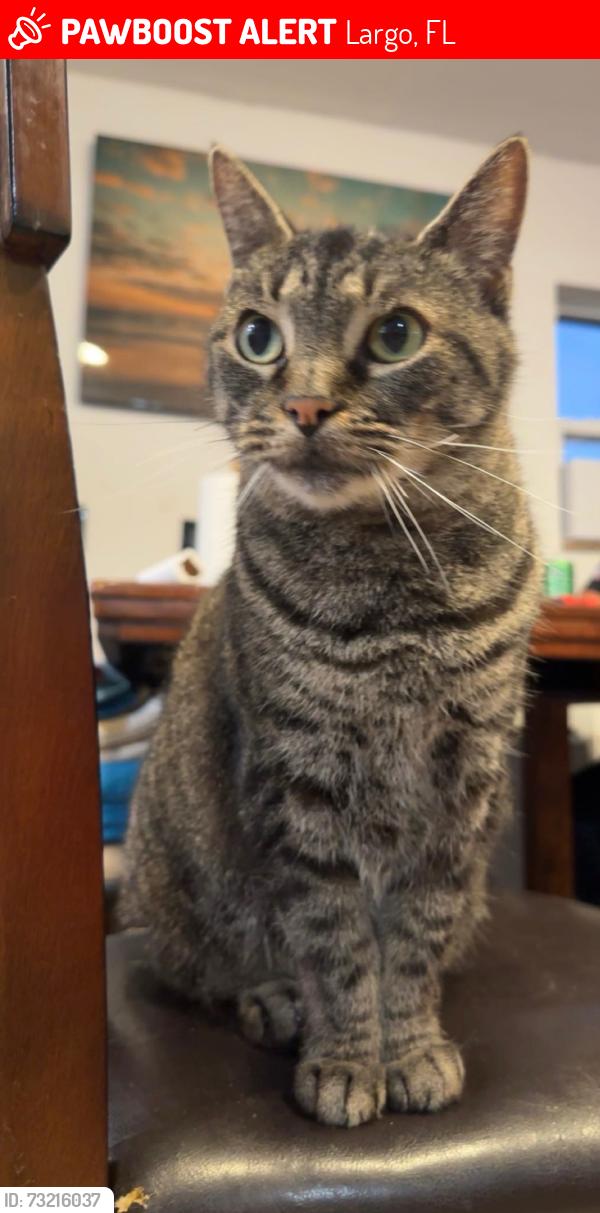 Lost Female Cat last seen Near 8th ave NY largo FL 33770, Largo, FL 33770