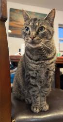Lost Female Cat last seen Near 8th ave NY largo FL 33770, Largo, FL 33770