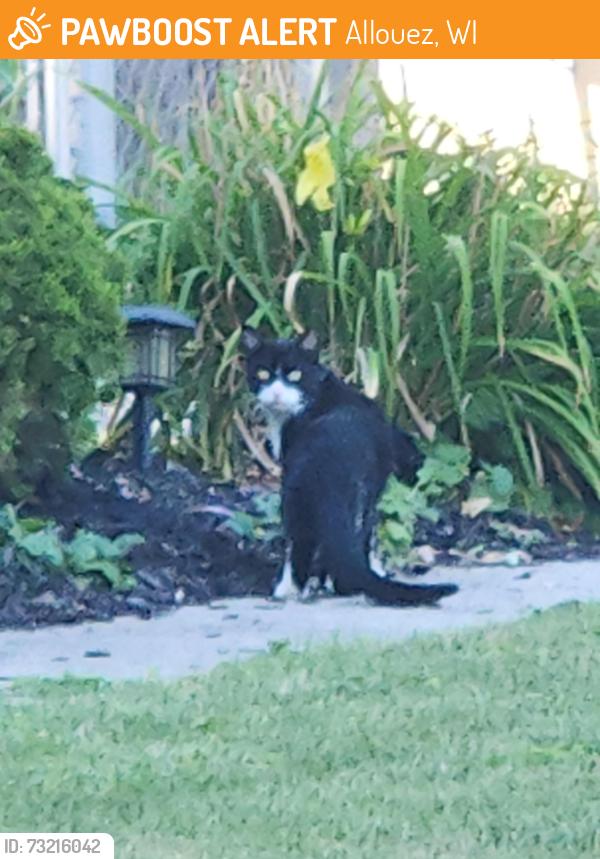 Found/Stray Unknown Cat last seen Across from Clover. On Libal St. Went in 2424 backyard., Allouez, WI 54301