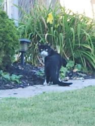 Found/Stray Unknown Cat last seen Across from Clover. On Libal St. Went in 2424 backyard., Allouez, WI 54301