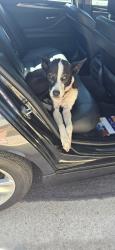 Found/Stray Female Dog last seen Roseburg and Como Park, Modesto, CA 95350