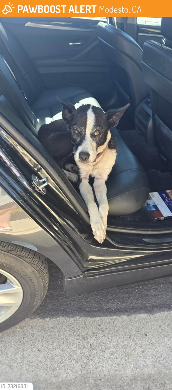 Found/Stray Female Dog last seen Roseburg and Como Park, Modesto, CA 95350