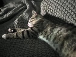 Reunited Male Cat last seen High st cumberland RI, Cumberland, RI 02864