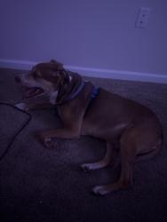 Reunited Unknown Dog last seen Addison pointe apmts, Columbia, SC 29206