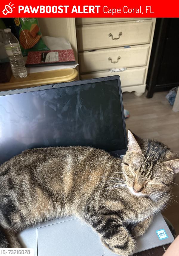 Lost Female Cat last seen 6th Ave, Cape Coral, FL 33993