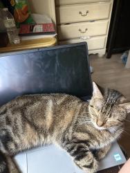 Lost Female Cat last seen 6th Ave, Cape Coral, FL 33993