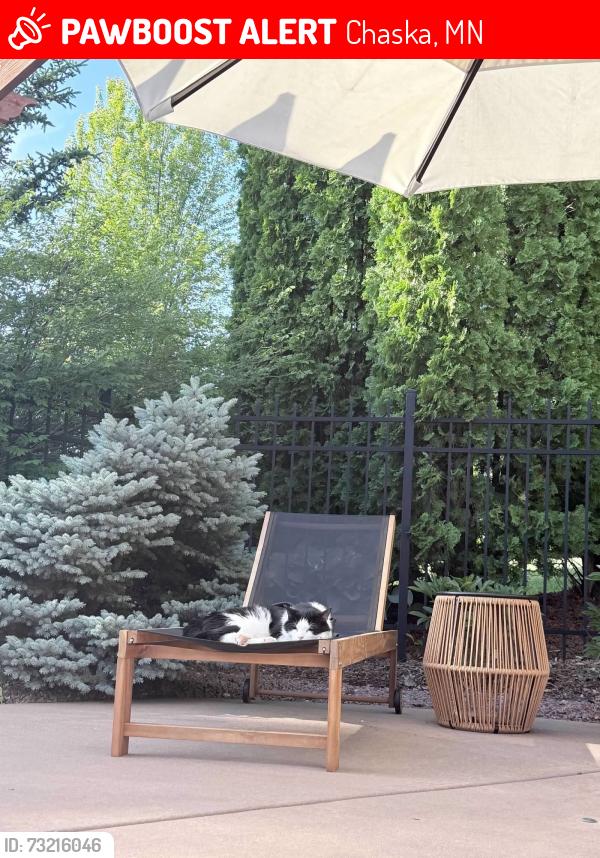 Lost Male Cat last seen Chaska Town Course, Chaska, MN 55318