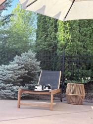 Lost Male Cat last seen Chaska Town Course, Chaska, MN 55318