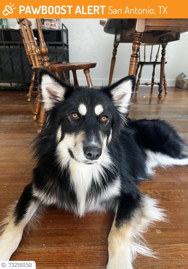 Found/Stray Unknown Dog last seen Hearne Ave, San Antonio, TX 78225