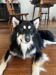 Found/Stray Unknown Dog last seen Hearne Ave, San Antonio, TX 78225