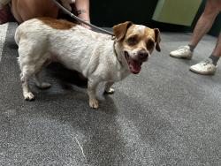 Shelter Stray Female Dog last seen , 3201 Lacy St, Los Angeles, CA 90031, USA