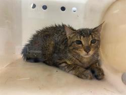Shelter Stray Unknown Cat last seen Near BLOCK W CAMERON AVE, 3839 W Burnham St, West Milwaukee, WI 53215, USA