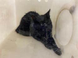 Shelter Stray Unknown Cat last seen Near BLOCK W CAMERON AVE, 3839 W Burnham St, West Milwaukee, WI 53215, USA