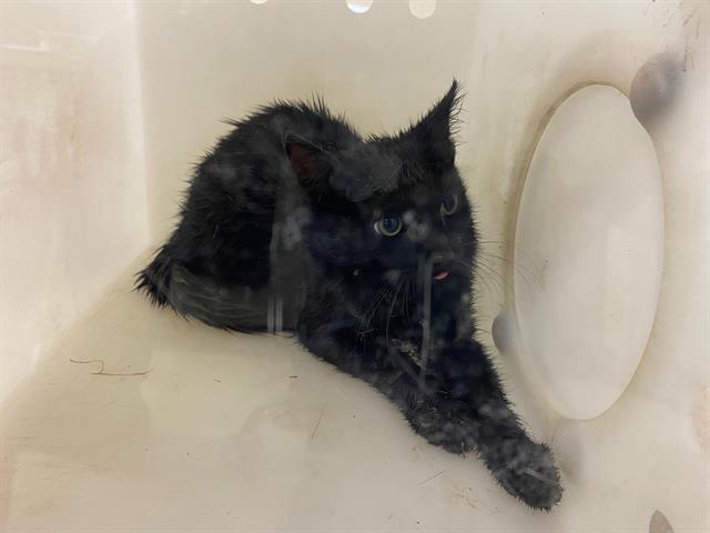 Shelter Stray Unknown Cat last seen Near BLOCK W CAMERON AVE, 3839 W Burnham St, West Milwaukee, WI 53215, USA