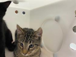 Shelter Stray Male Cat last seen Near BLOCK N 25TH ST, 3839 W Burnham St, West Milwaukee, WI 53215, USA