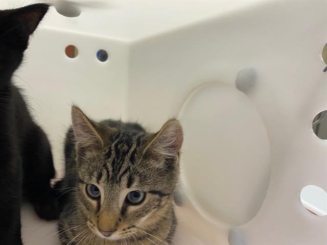 Shelter Stray Male Cat last seen Near BLOCK N 25TH ST, 3839 W Burnham St, West Milwaukee, WI 53215, USA